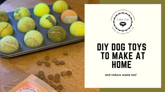 Top DIY Dog Dogs to make at home