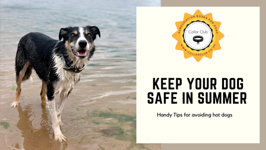 Pawtect Your Pack This Summer - Top Tips for Keeping Your Dogs Cool In Hot Weather