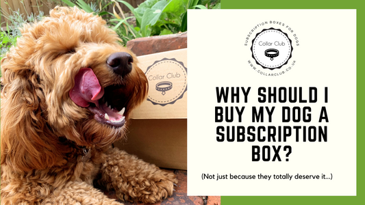 WHY SHOULD I BUY A DOG SUBSCRIPTION BOX?