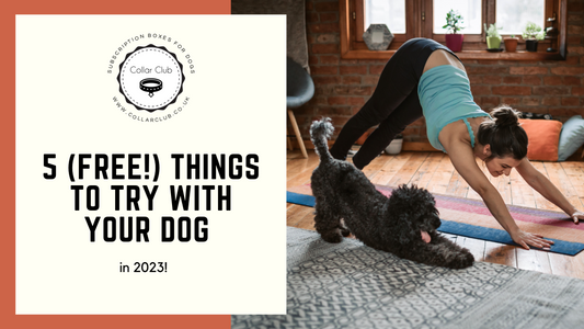 5 (Free!) Things to try with your Dog in 2023