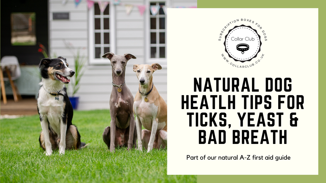 Collar Club Guide to Natural Health Remedies - Ticks, Yeast and Bad Breath