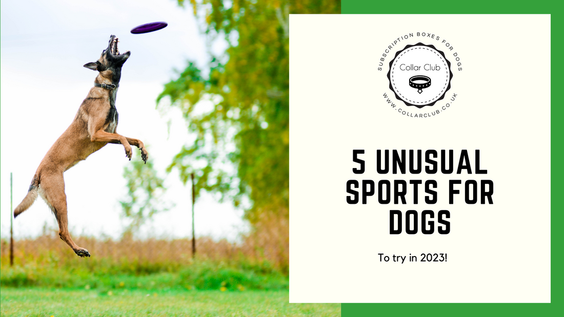 5 Unusual Sports for you and your dog to try in 2023