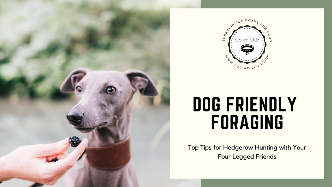 Dog Friendly Foraging - Top Tips for Hedgerow Hunting with Your Four Legged Friend
