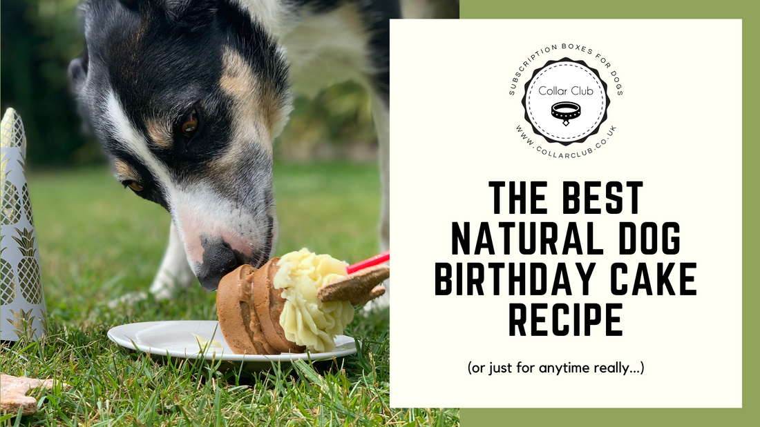 THE BEST NATURAL DOG BIRTHDAY CAKE RECIPE