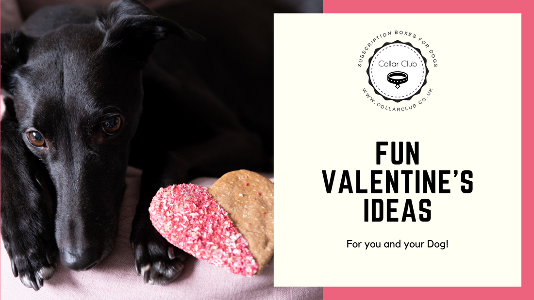 3 Fun Valentine's Day Ideas for you and your Dog!