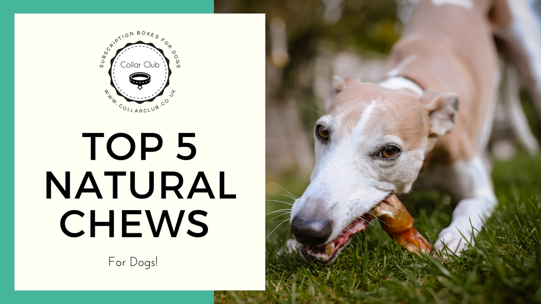 Top 5 Natural Chews for Dogs