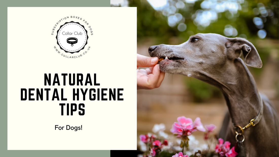 Natural Dental Hygiene Tips for Dogs