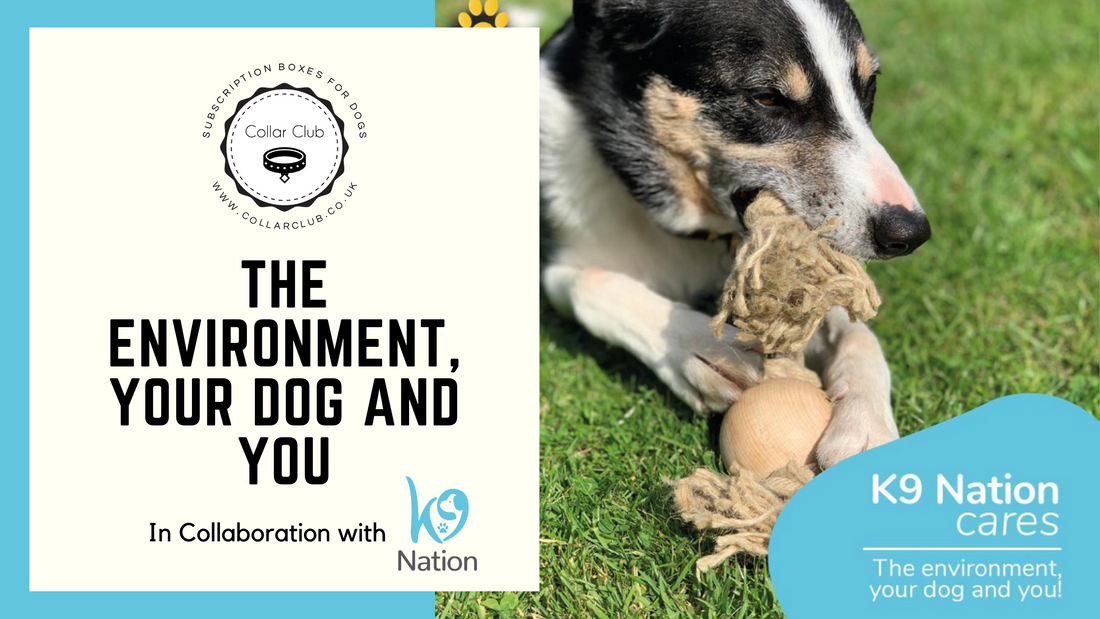 The Environment, Your Dog & You