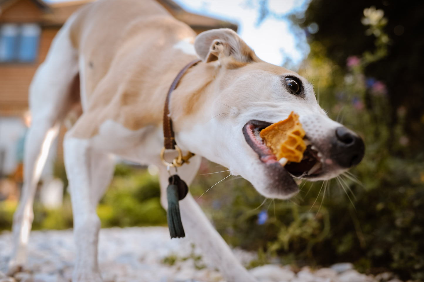 Collar Club Beef Honeycomb Chews