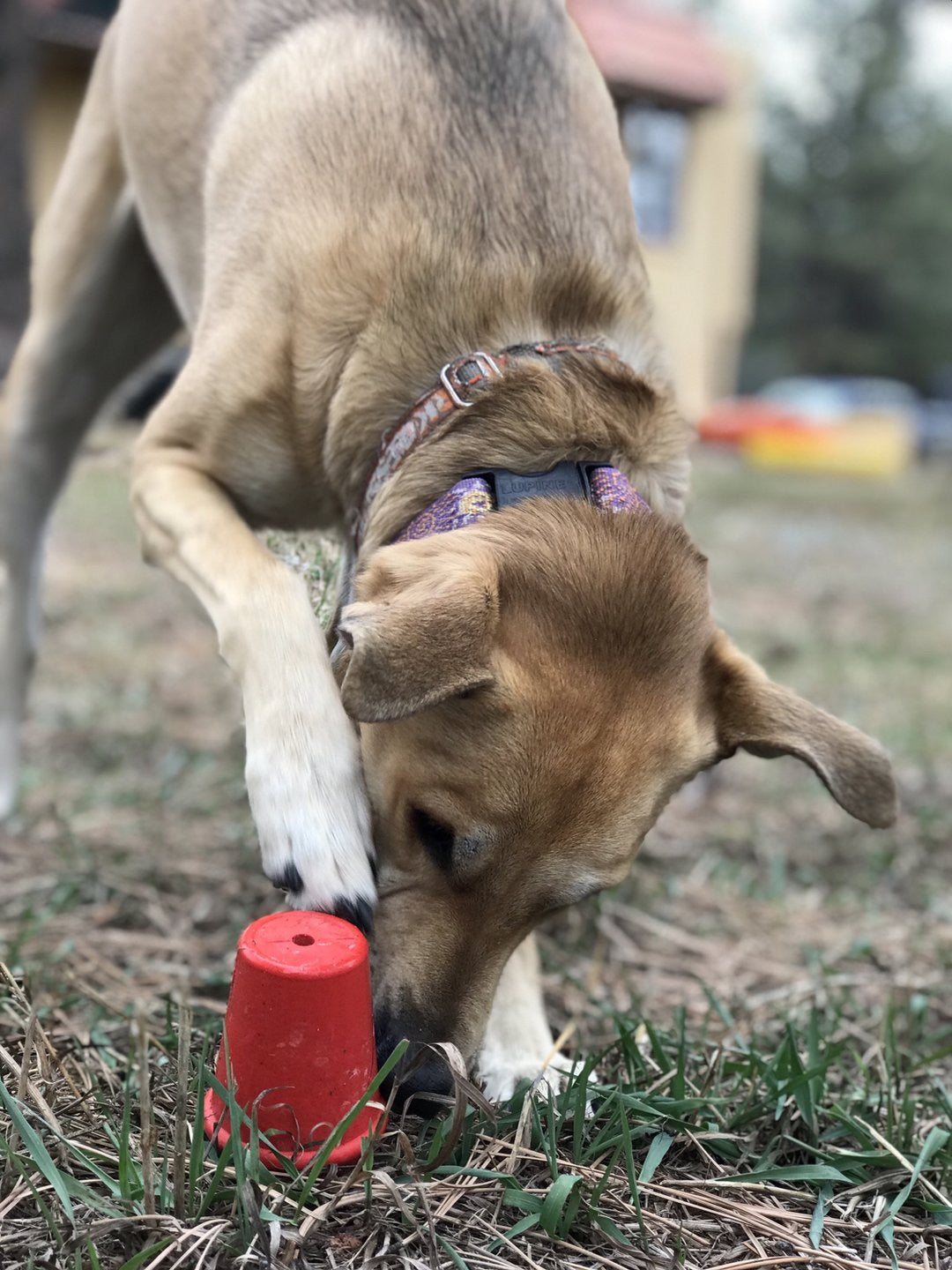 Mutts Kick Butt Coffee Cup Treat Dispensing Toy