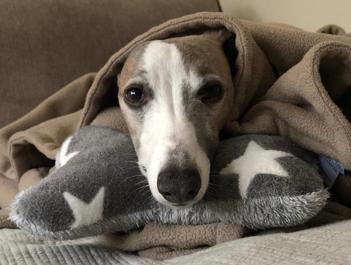 Slumbering Hound Snuggle Bone